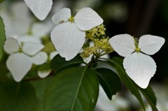 アジサイの一種？