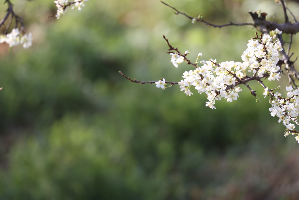 スモモの花