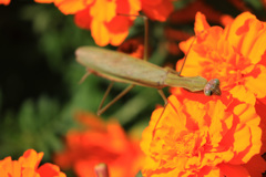 カマキリ