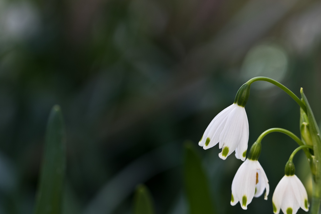 スノードロップ