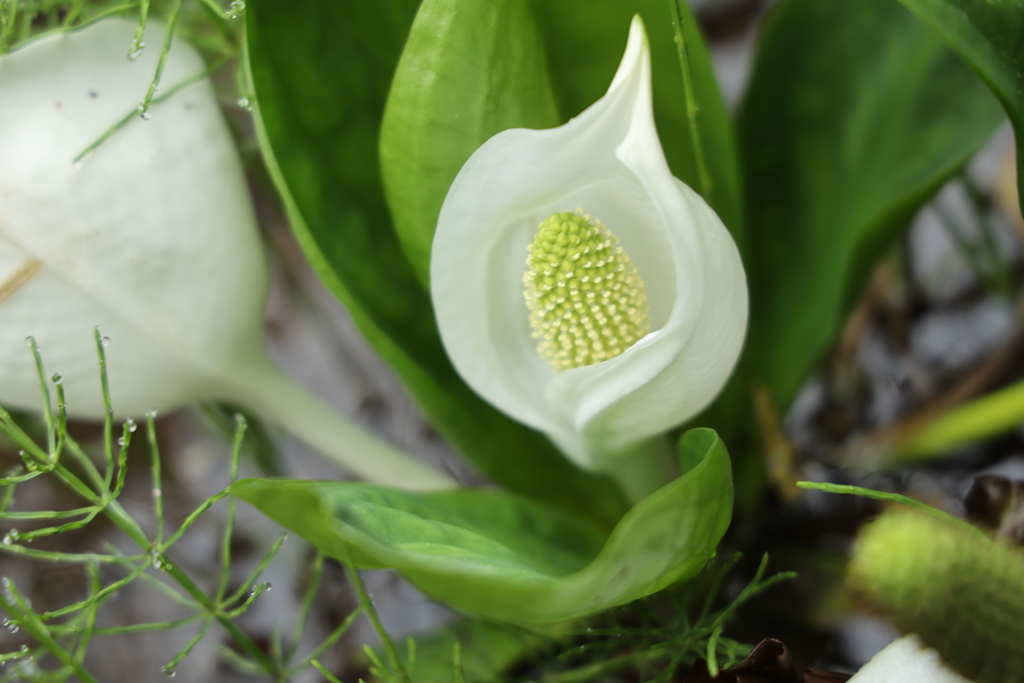 水芭蕉1