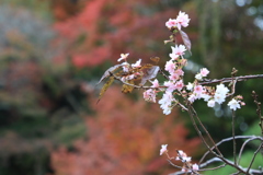 桜と紅葉