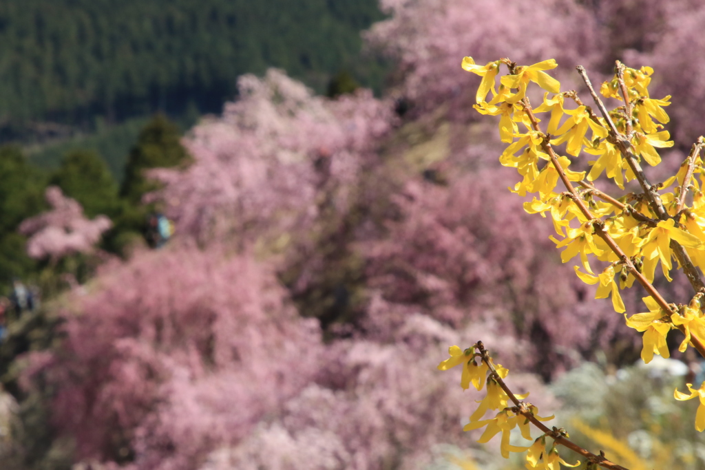 写真素材 SUPER FINE No.8 PINK ＆ ORANGE （ピンクとオレンジ色の花