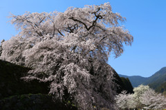瀧桜