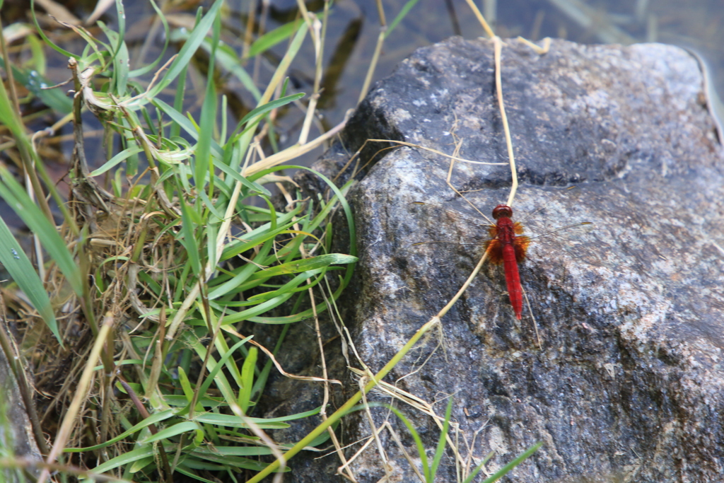赤トンボ