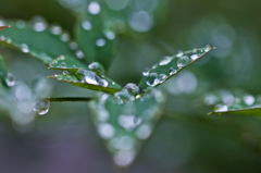 雨上がり