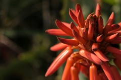 アロエの花