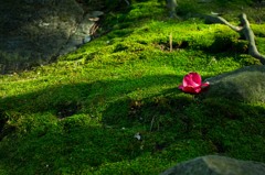 苔に