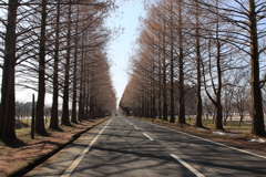 メタセコイヤ並木