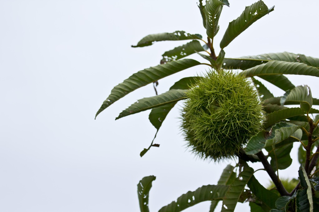 まだまだ青い！3