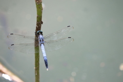 シオカラトンボ