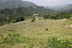 丸山千枚田