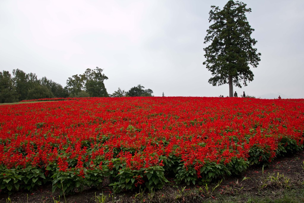 サルビアの赤