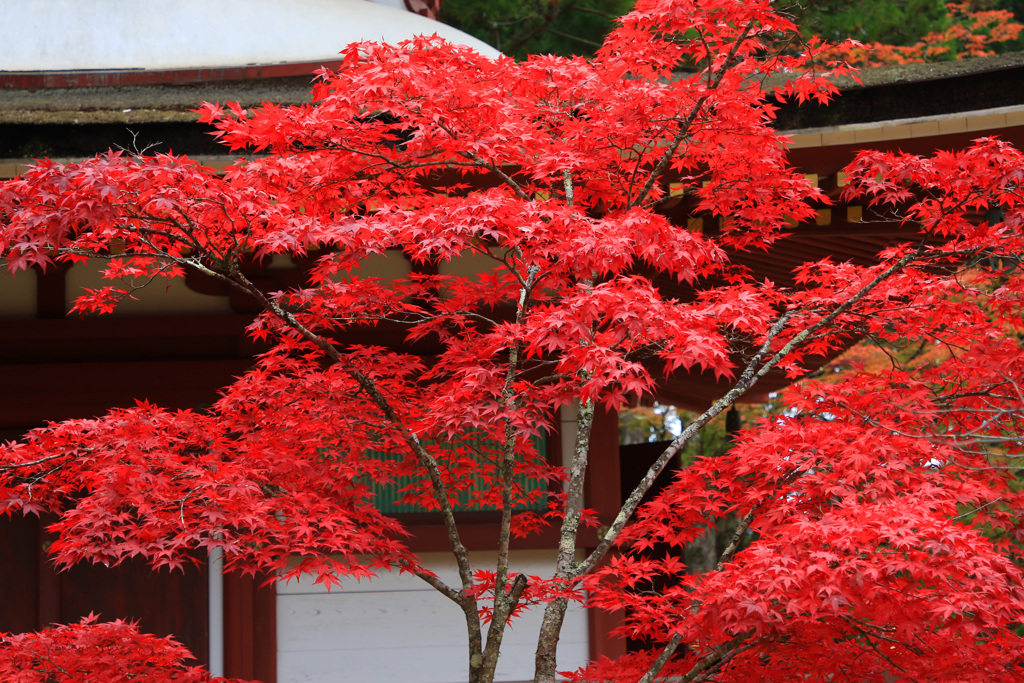 全紅葉