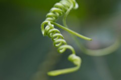 バネ？いえいえツルです