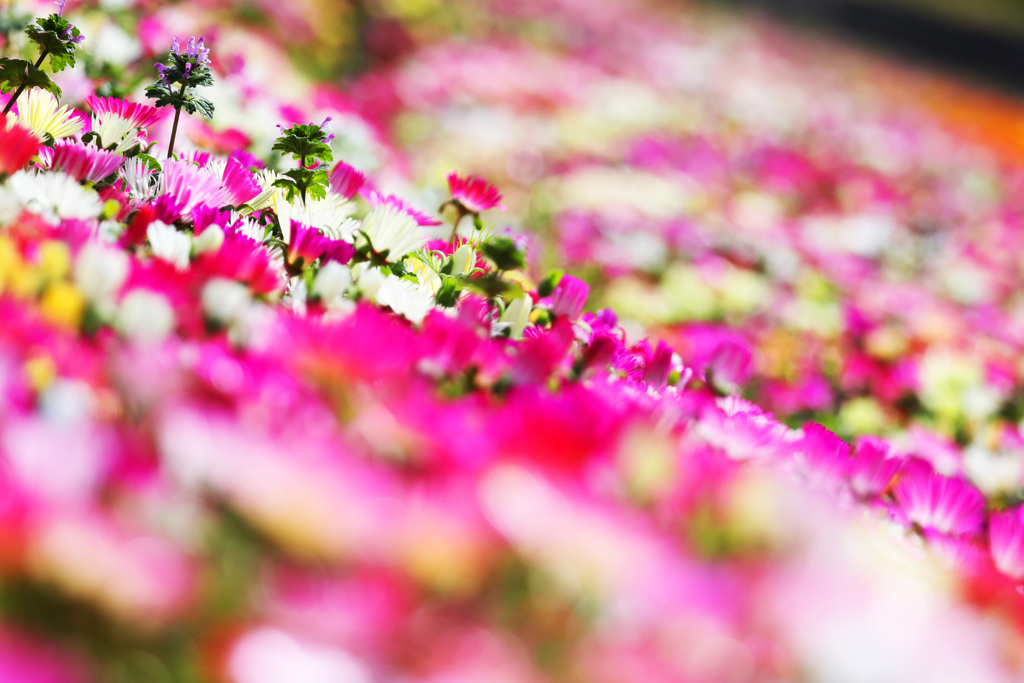 花盛り