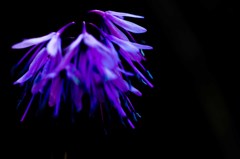 ｼｮｳｼﾞｮｳﾊﾞｶﾏ