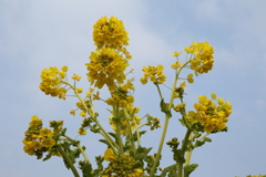 菜の花