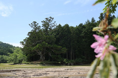 一本杉