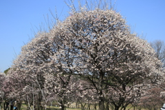 いい天気