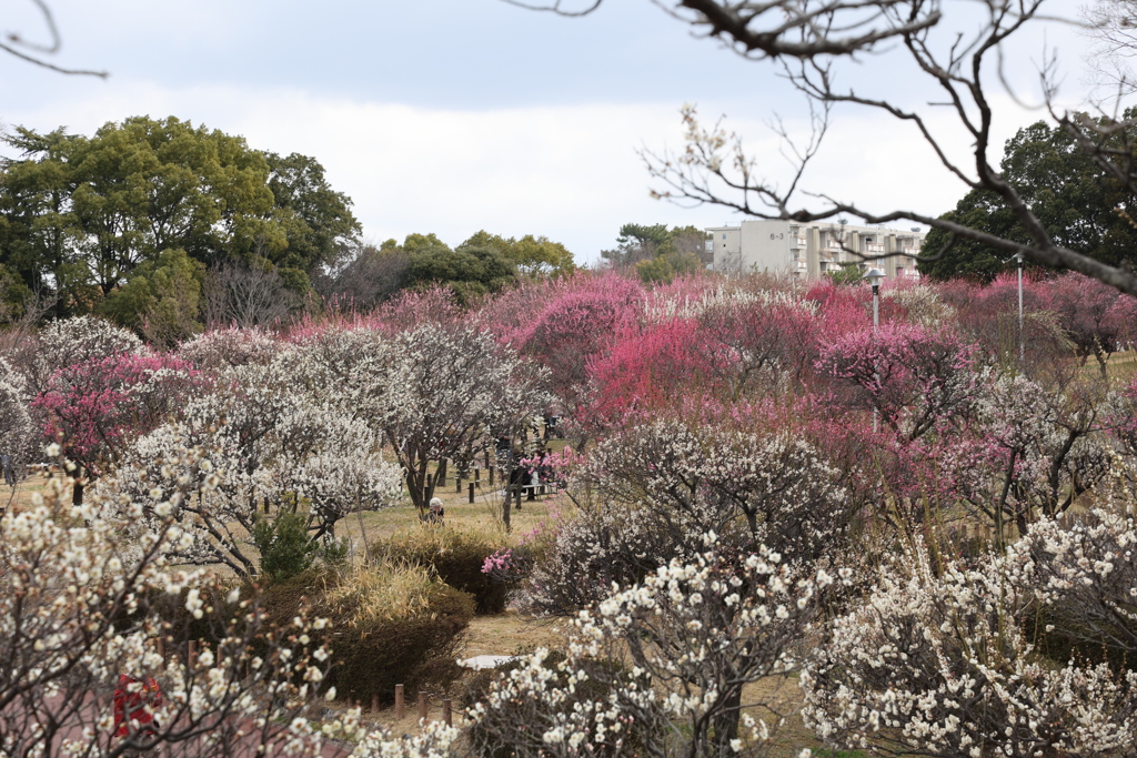 荒山公園