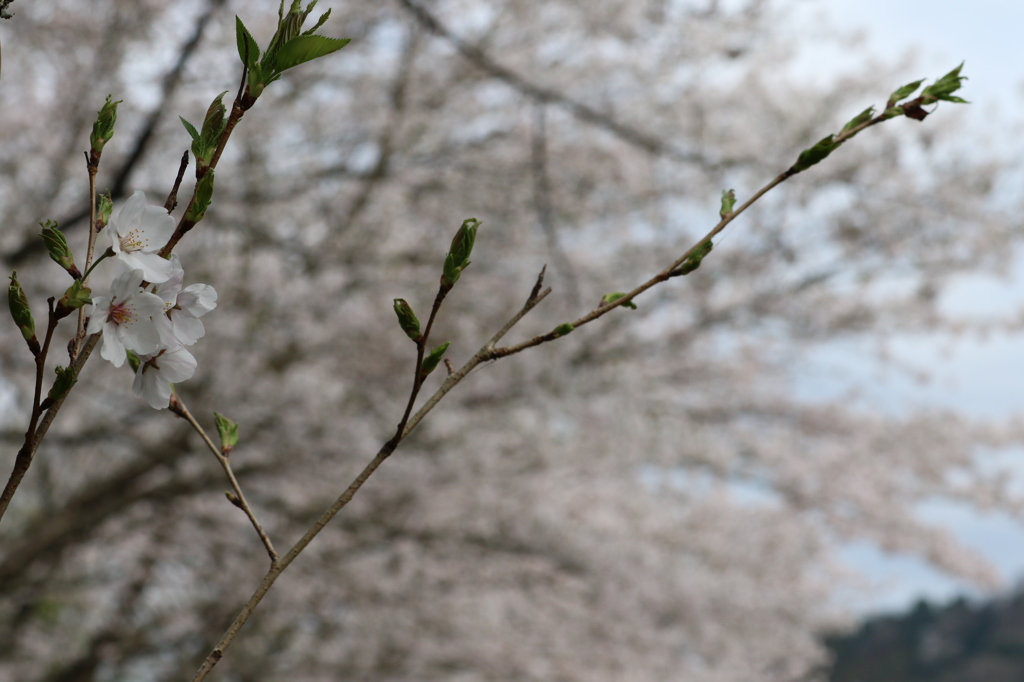 花が終わった後