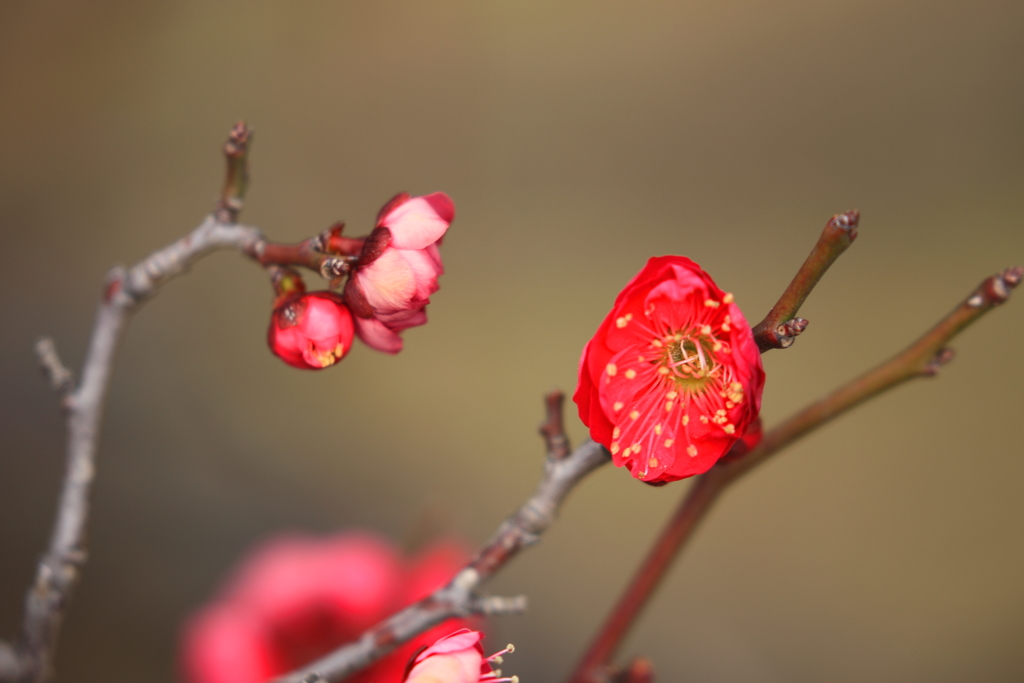 紅梅