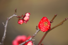 紅梅