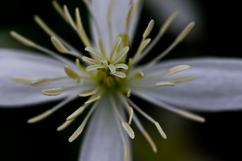 道端の花