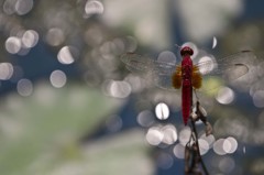 赤とんぼ