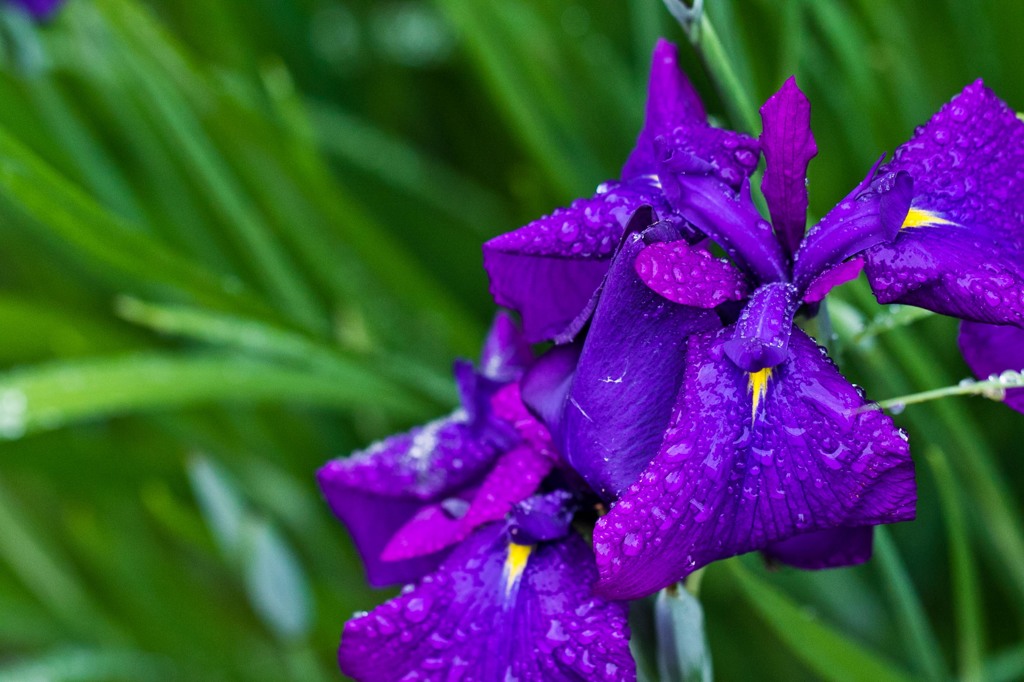 花菖蒲
