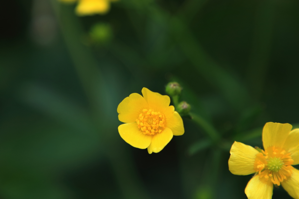 我が家の花