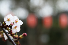 桜祭り