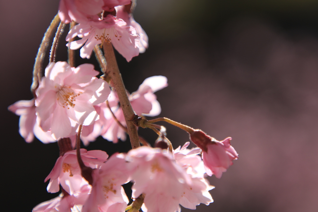 しだれ桜