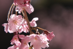 しだれ桜