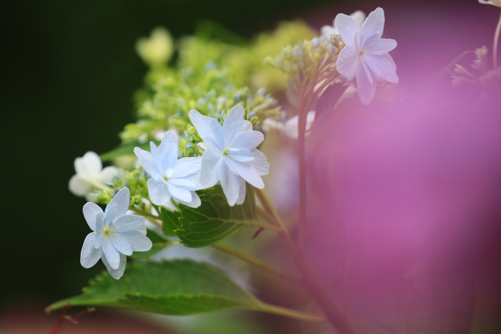 紫陽花