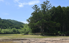 岩尾の一本杉