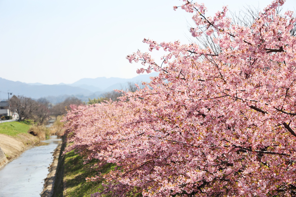 桜並木