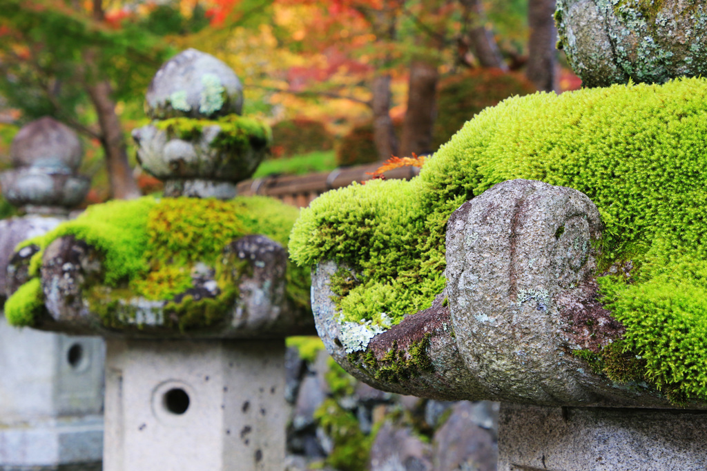 苔むす