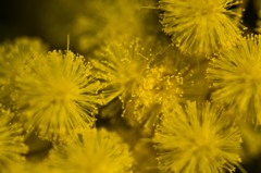 ミモザアカシヤ