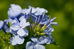 公園の花