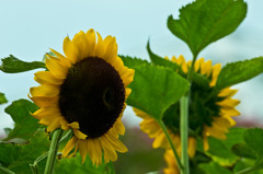 暑さに負けず！