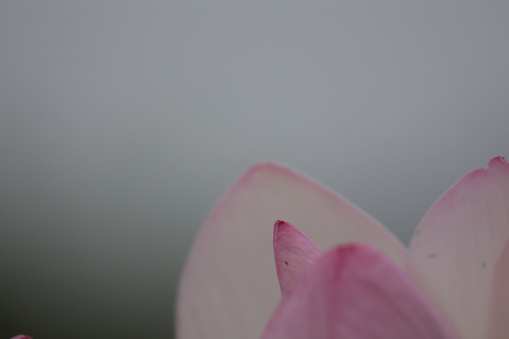 花びら