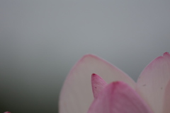 花びら