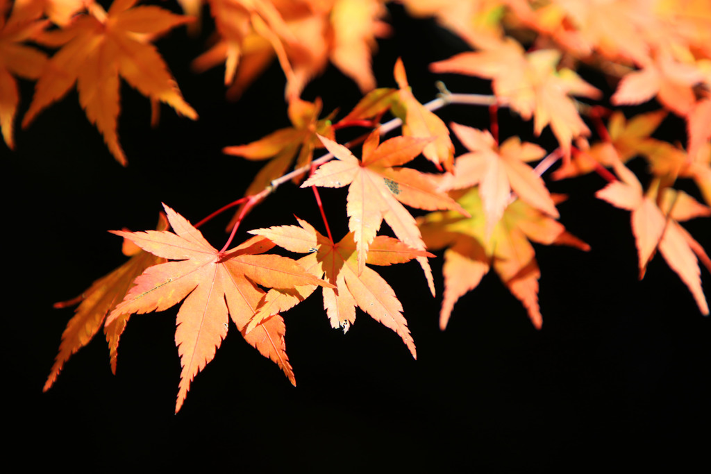 紅葉