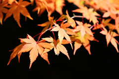 紅葉