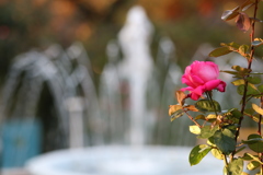 朝日に照らされて