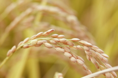 稲穂