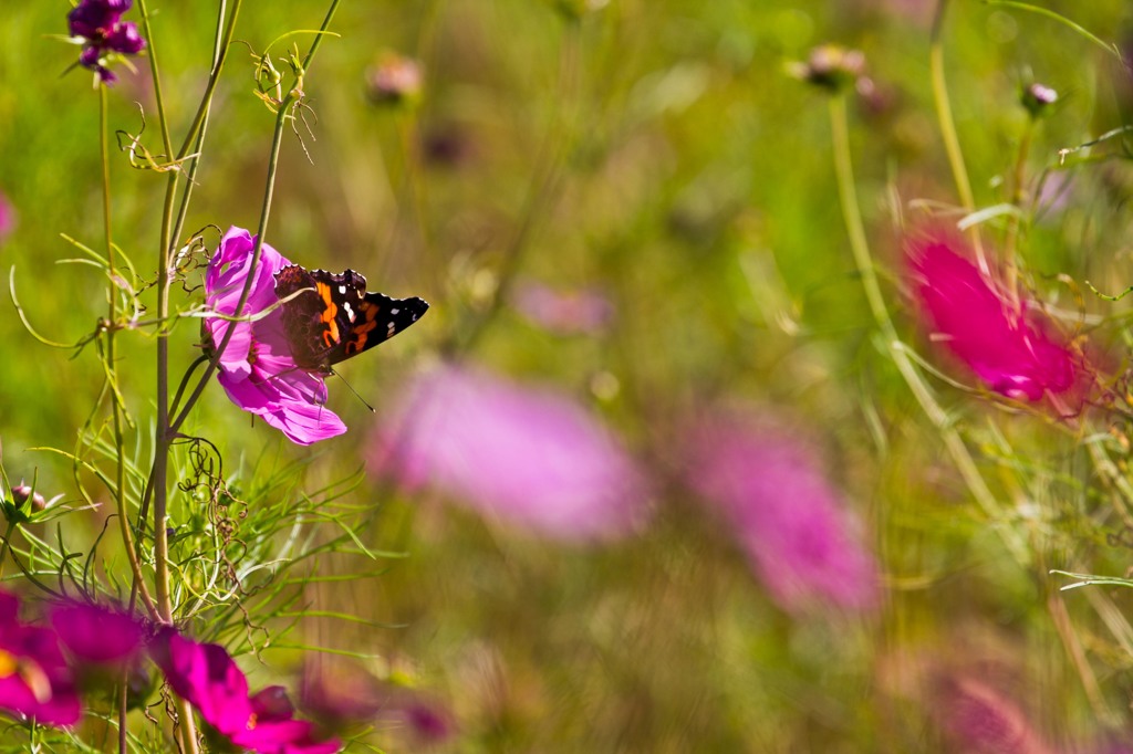 ご馳走が一杯～！