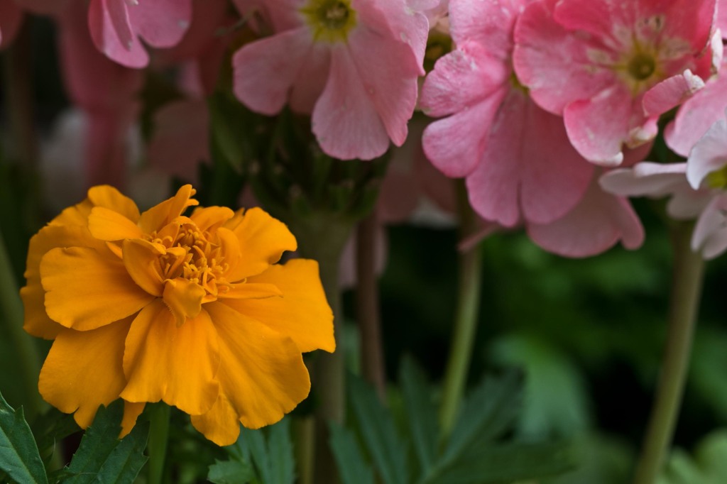 マリーゴールド1